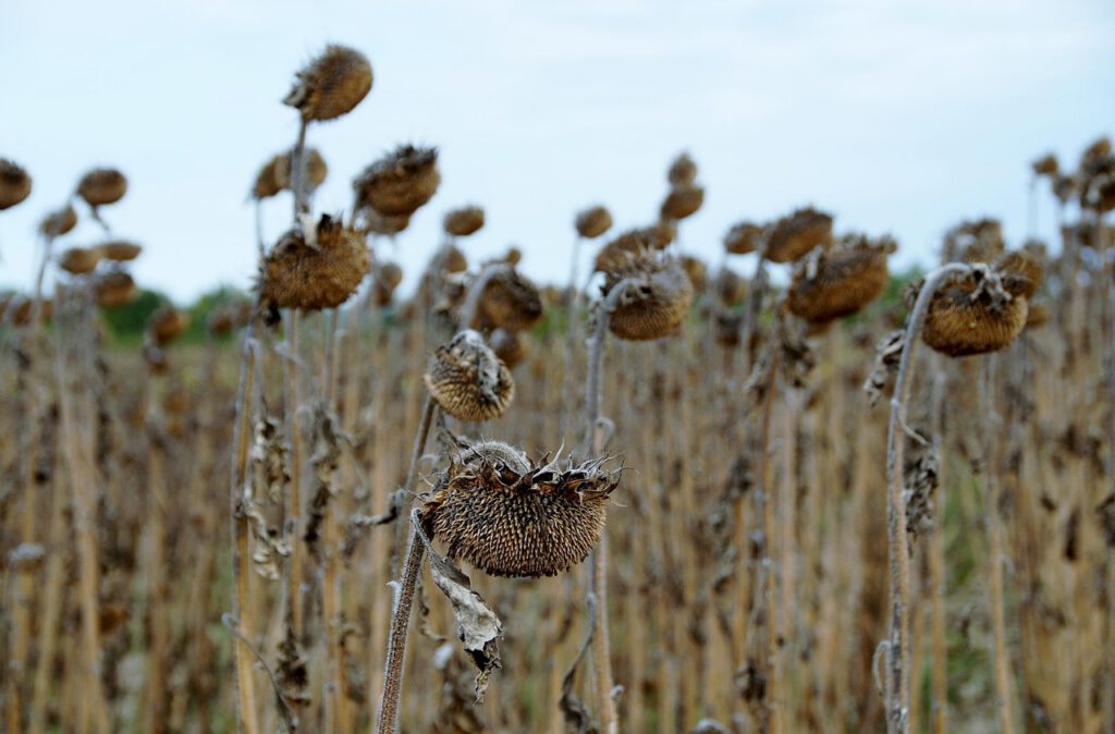 sunflower, mature, dry, withered, field, seeds, drought, withered, drought, drought, drought, drought, drought